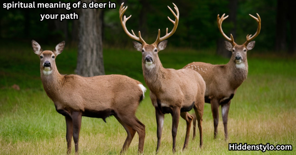 spiritual meaning of a deer in your path