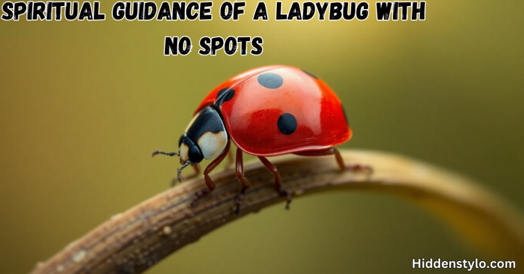 Spiritual Guidance of a Ladybug With No Spots