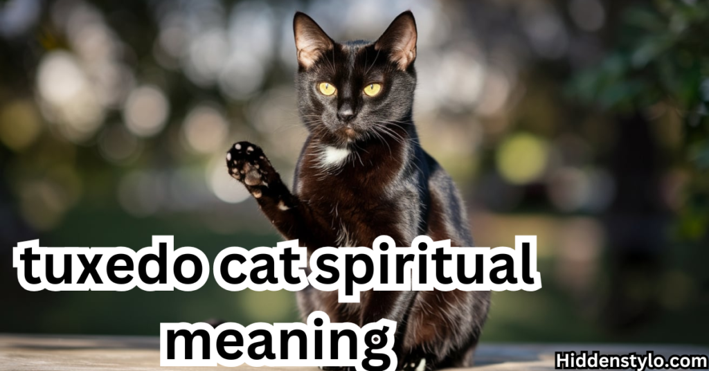 Tuxedo Cat Spiritual Meaning: 12 Fascinating Insights