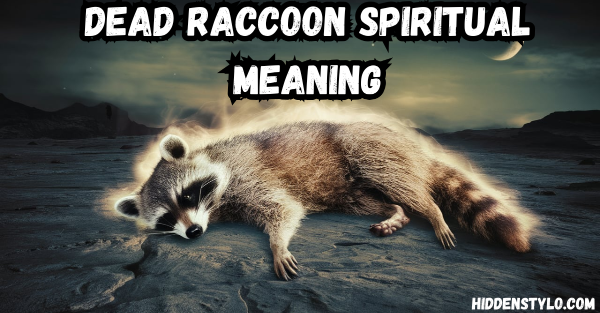 dead raccoon spiritual meaning