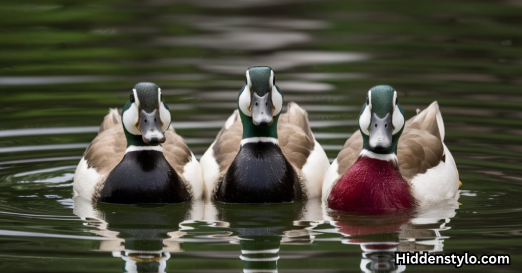 The Spiritual Meaning of 3 Ducks: 