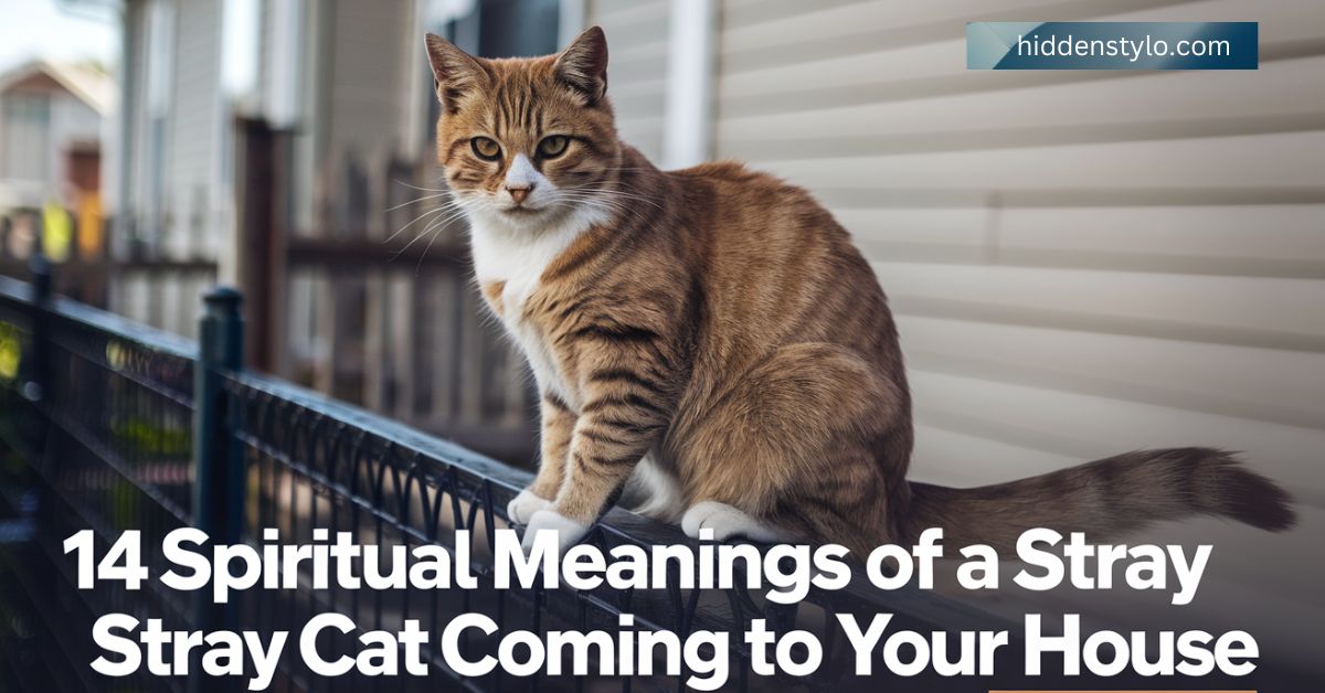 14 Spiritual Meanings of a Stray Cat Coming to Your House