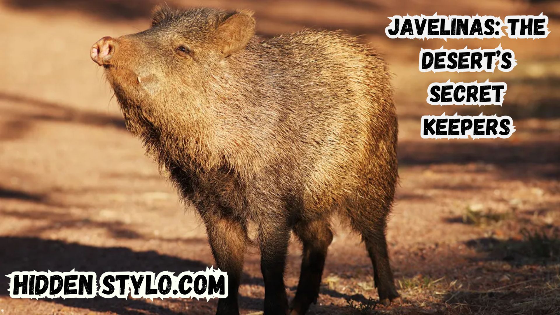 Javelinas The Desert’s Secret Keepers