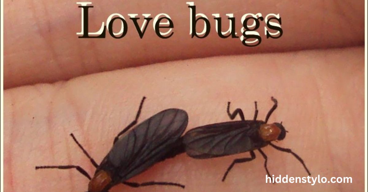 Love Bugs