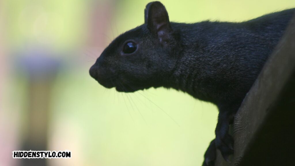 black squirrel meaning

