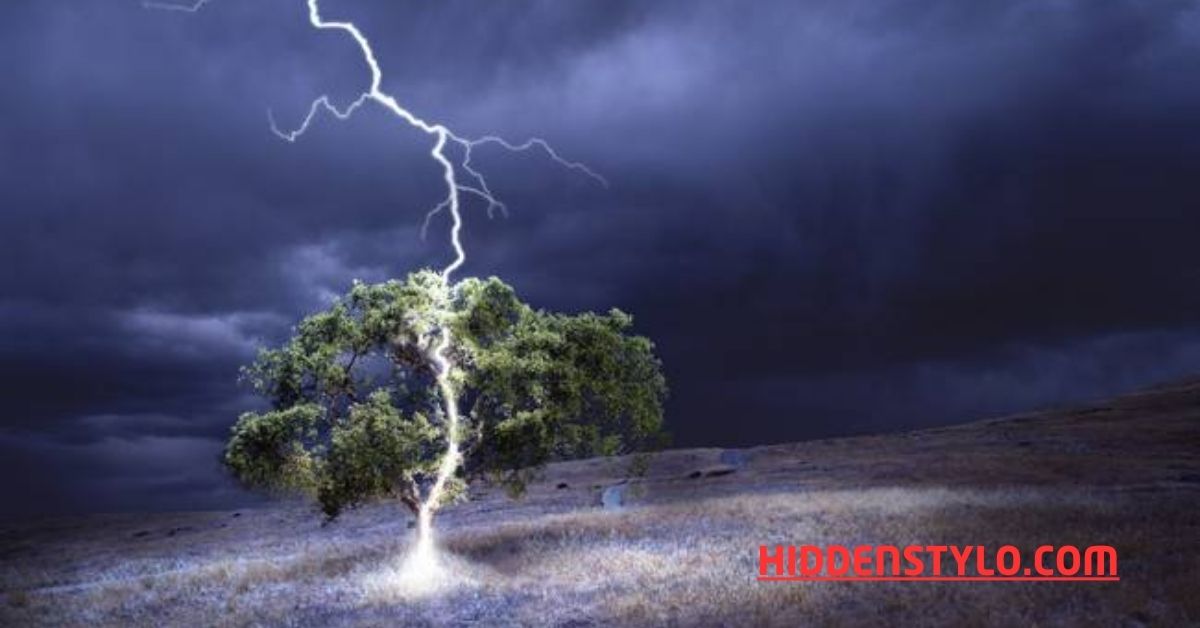 Tree Struck By Lightning