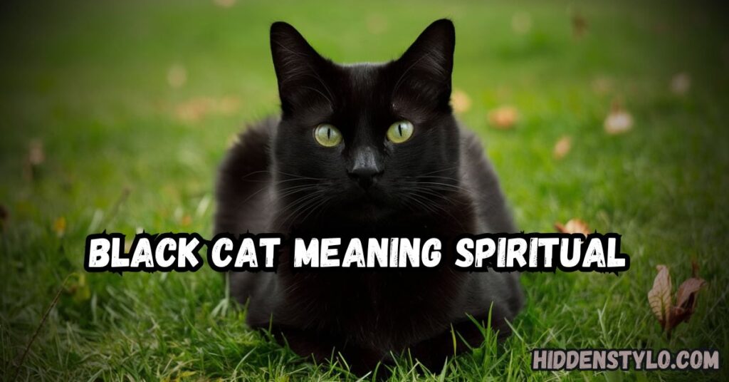 black cat meaning spiritual