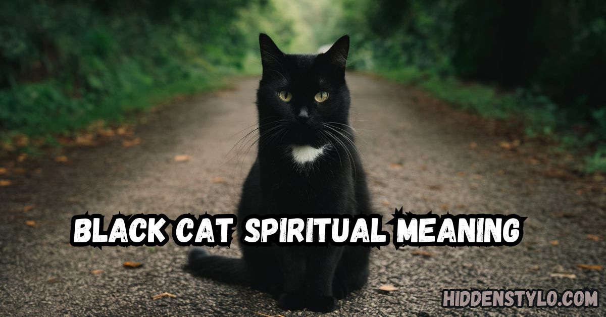 black cat spiritual meaning