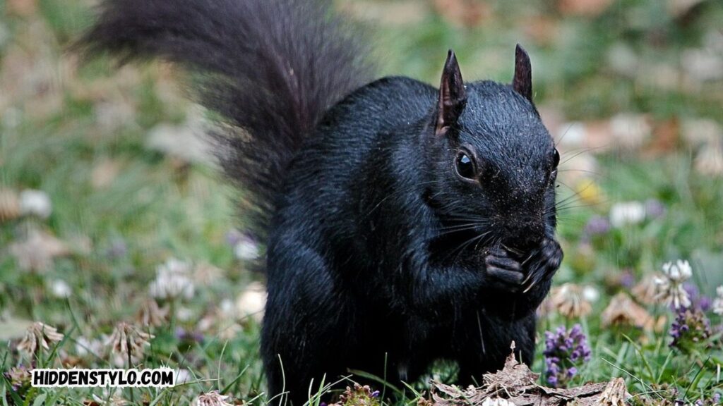 black squirrel meaning