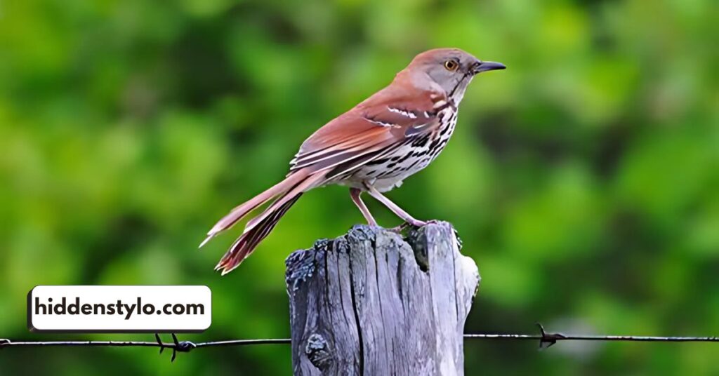 brown thrasher