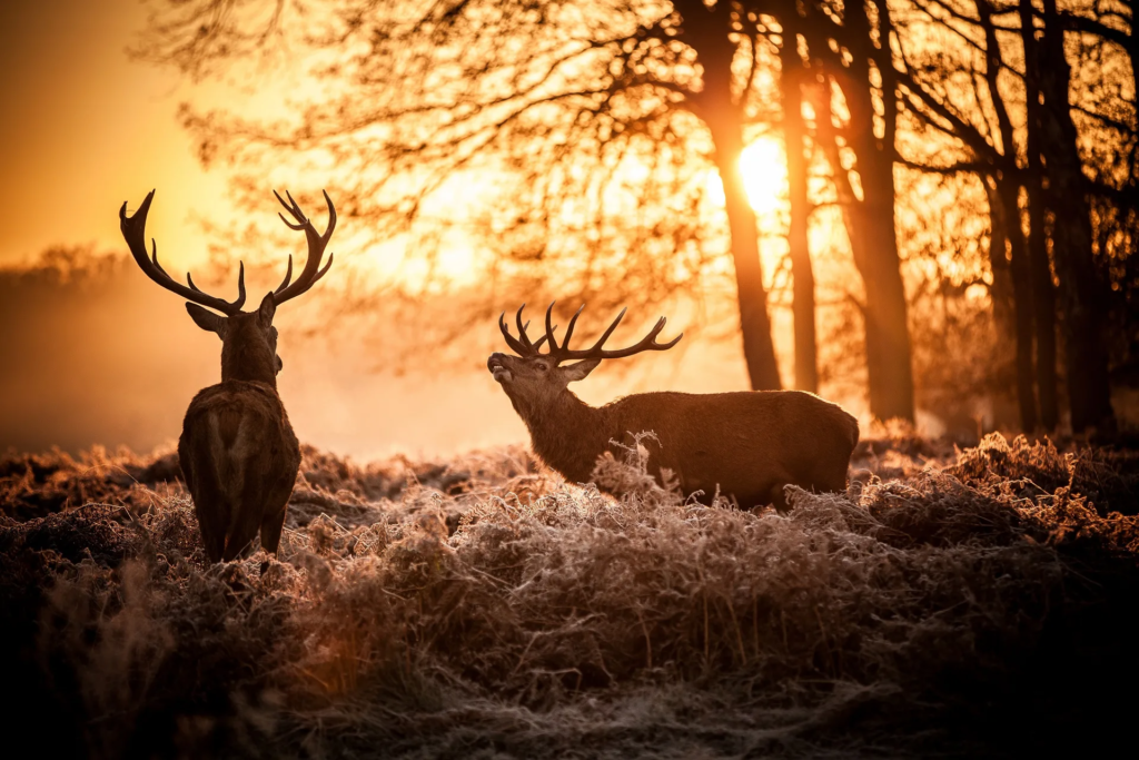 Deer as Spiritual Guardians