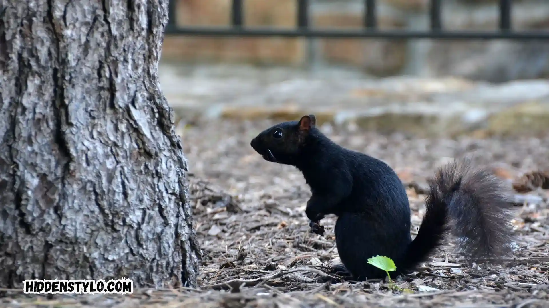 Unveiling Spiritual Significance: Black Squirrel Sightings