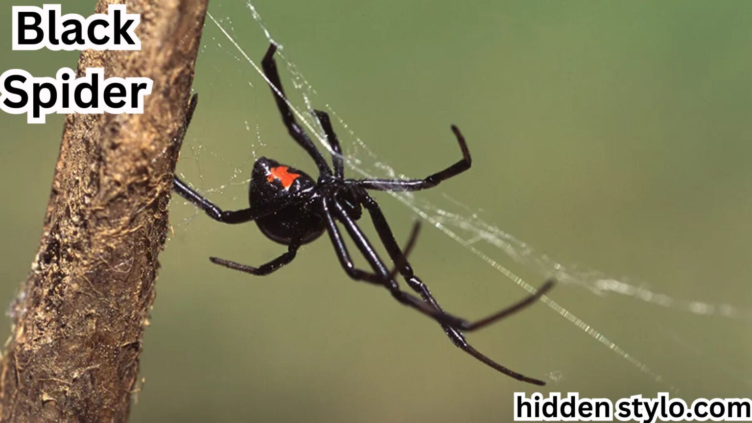 Black Spider Spiritual Meaning Symbolism: Unpacking the Truth - Hidden ...