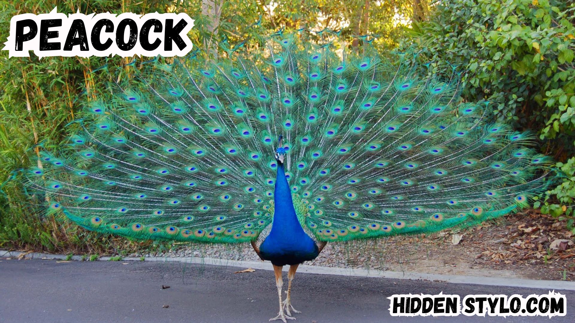 Unlocking the Biblical Meaning of Peacock Dreams