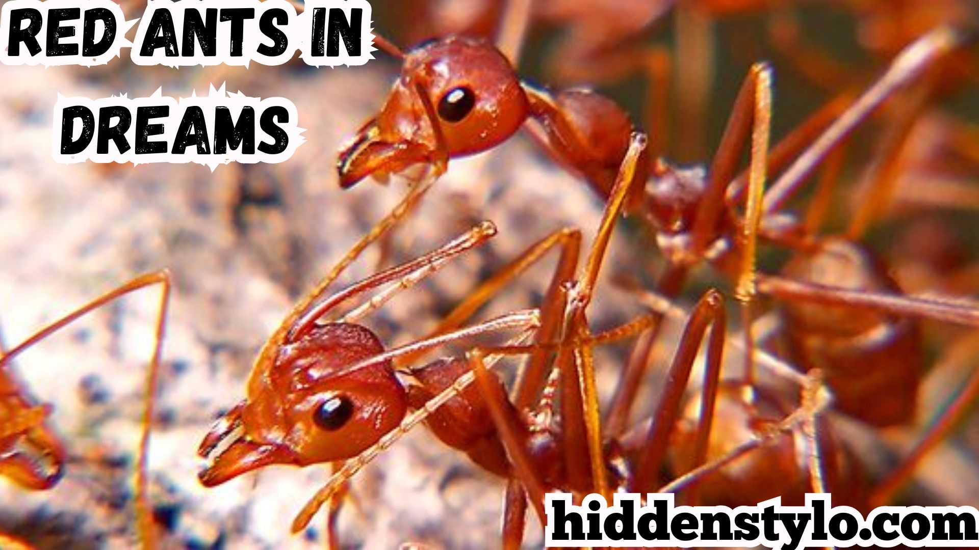 Unlocking the Biblical Meaning of Red Ants in Dreams