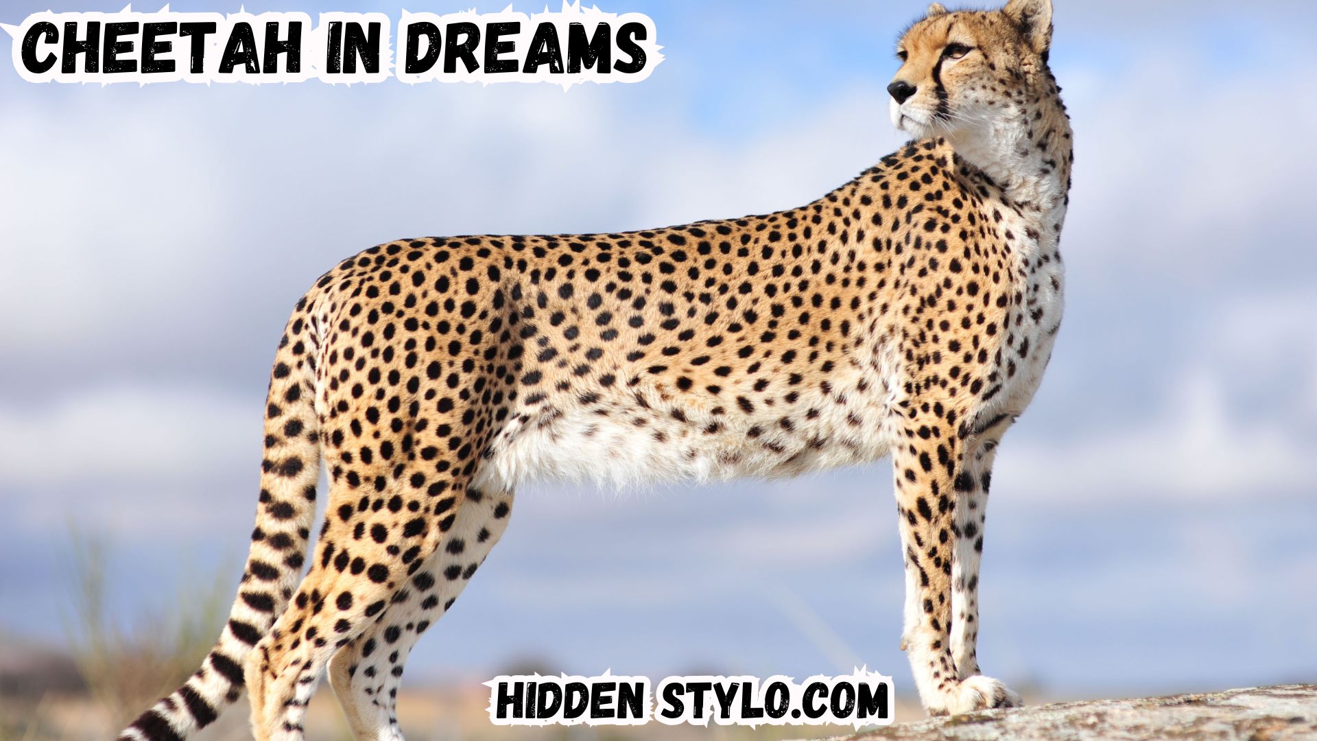 Unveiling the Biblical Meaning of Cheetah in Dreams