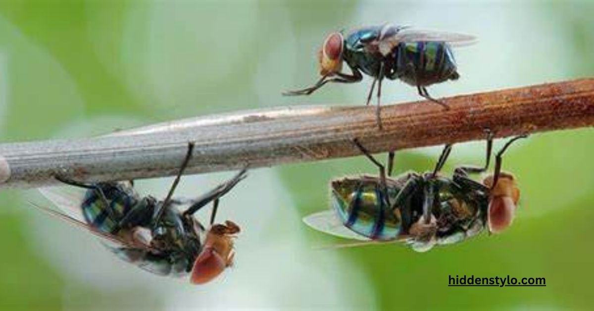 dead flies in house spiritual meaning