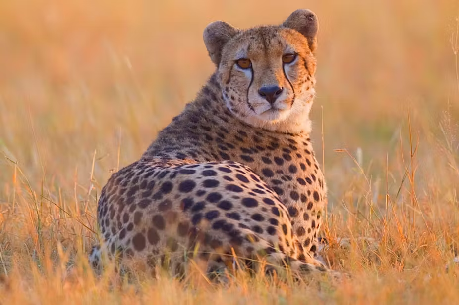 Interpreting Dreams About Cheetahs: Possible Meanings