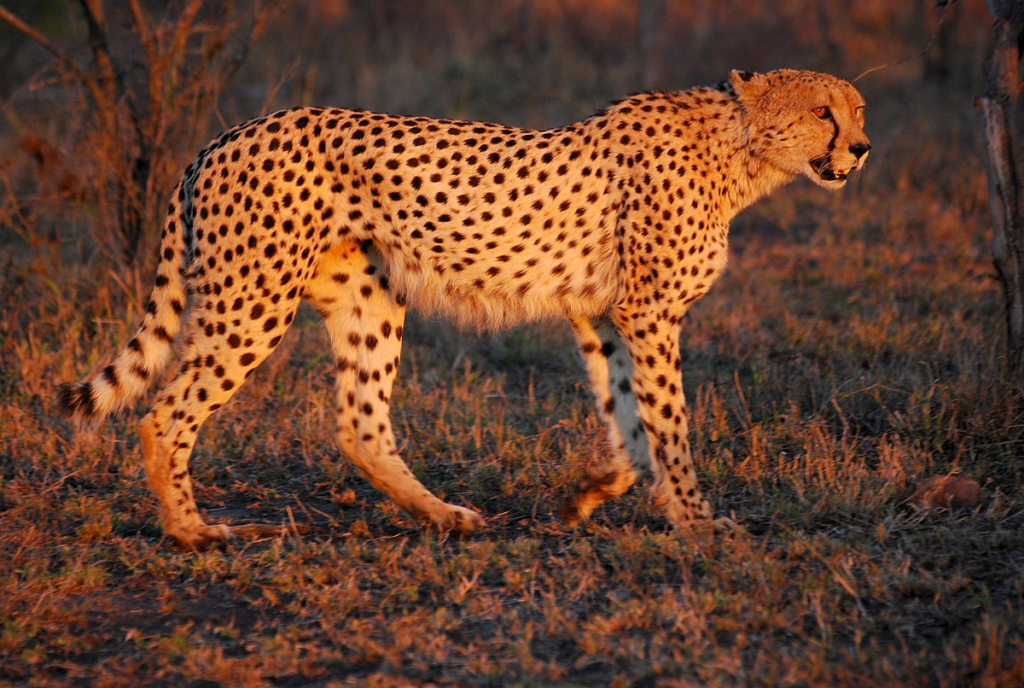 The Cheetah: Exploring the Biological and Spiritual Attributes