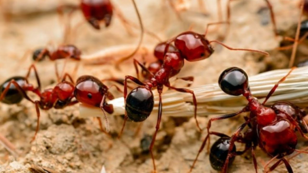 Case Studies: Real-Life Dream Interpretations of Red Ants