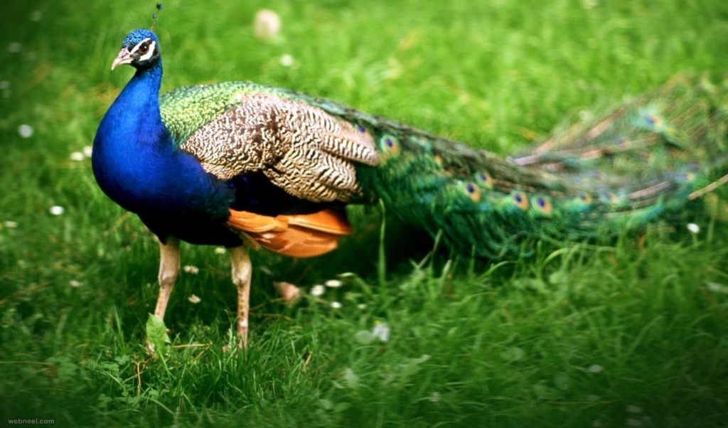 Peacock Dreams in Biblical Context: Feathers of the Sacred Texts