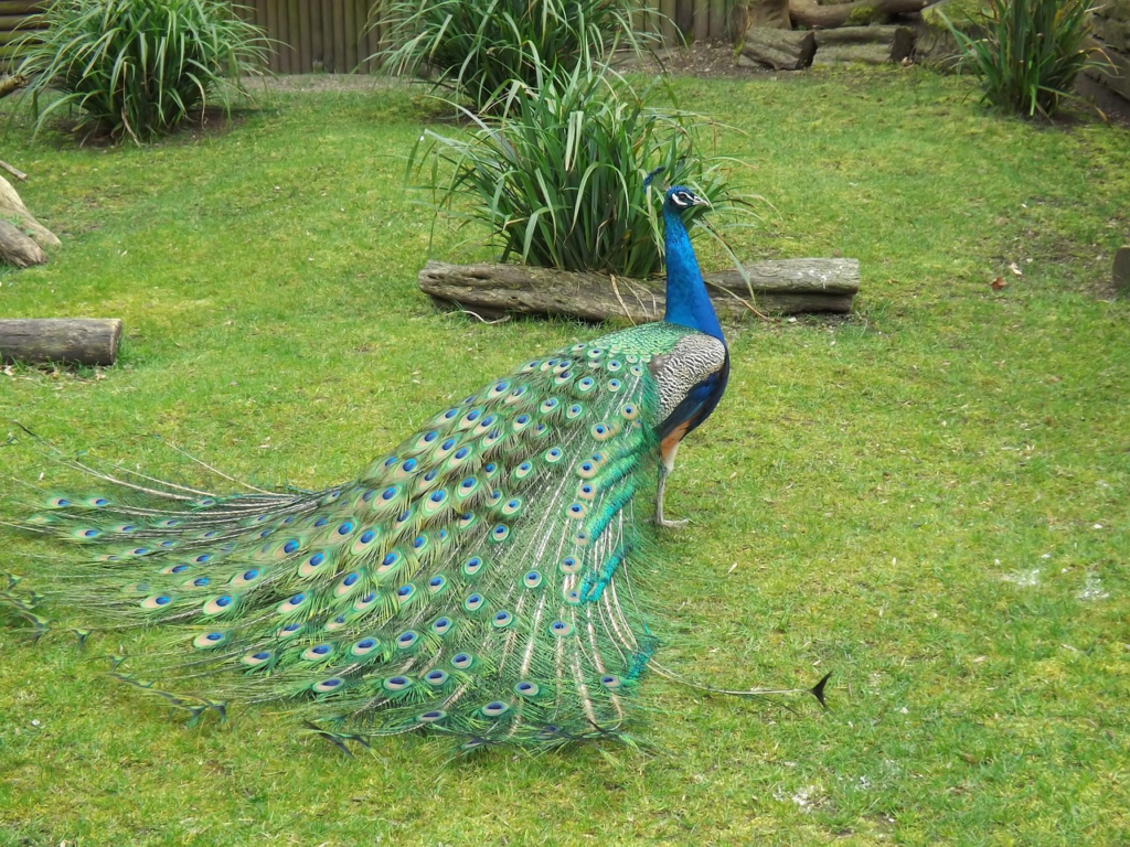 Peacock Dreams and Modern Life: Relevance Today