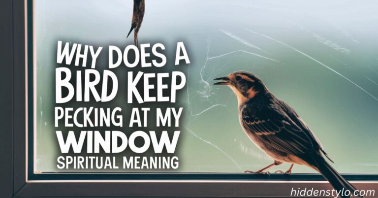 Bird Knocking On Window Spiritual Meaning hiddenstylo.com
