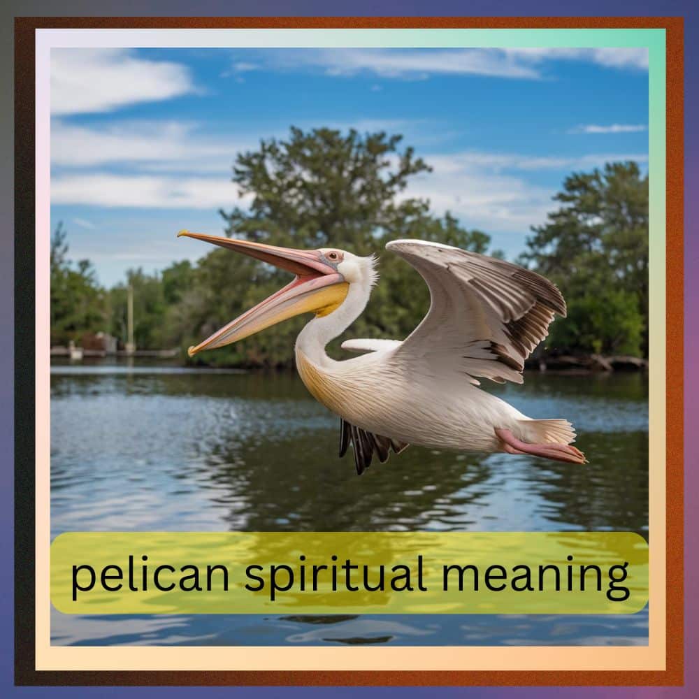 pelican spiritual meaning (1)